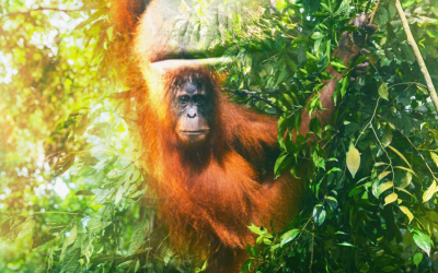 Orangutan_2